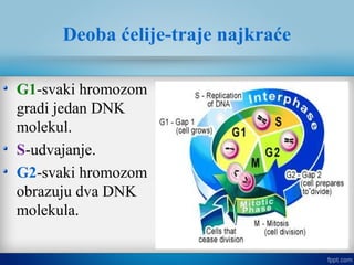 Deoba ćelije-traje najkraće
G1-svaki hromozom
gradi jedan DNK
molekul.
S-udvajanje.
G2-svaki hromozom
obrazuju dva DNK
molekula.
 