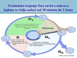 Vremensko trajanje faza zavisi o uslova u
kojima se ćelija nalazi (od 30 minuta do 2 časa)
 