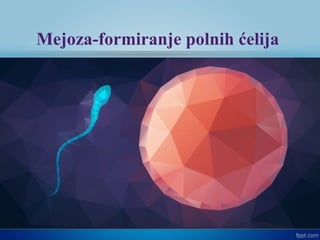 Mejoza-formiranje polnih ćelija
 