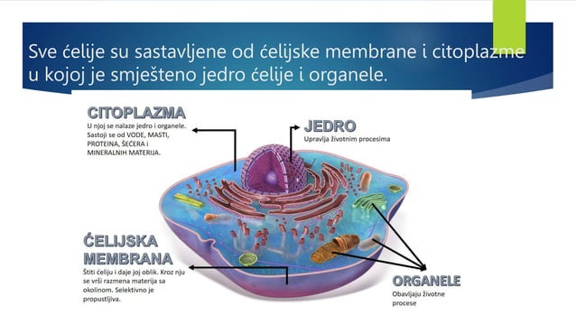 Ćelijska građa živih bića.pptx