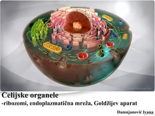 Ćelijske organele
-ribozomi, endoplazmatična mreža, Goldžijev aparat
Damnjanović Ivana
 