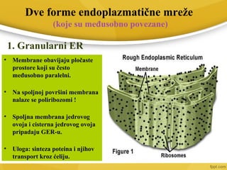 Dve forme endoplazmatične mreže
(koje su međusobno povezane)
1. Granularni ER
• Membrane obavijaju pločaste
prostore koji su često
međusobno paralelni.
• Na spoljnoj površini membrana
nalaze se poliribozomi !
• Spoljna membrana jedrovog
ovoja i cisterna jedrovog ovoja
pripadaju GER-u.
• Uloga: sinteza poteina i njihov
transport kroz ćeliju.
 