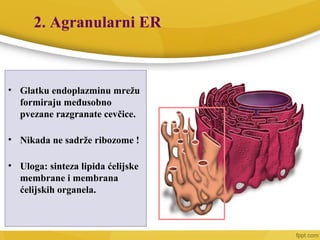2. Agranularni ER
• Glatku endoplazminu mrežu
formiraju međusobno
pvezane razgranate cevčice.
• Nikada ne sadrže ribozome !
• Uloga: sinteza lipida ćelijske
membrane i membrana
ćelijskih organela.
 