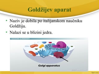 Goldžijev aparat
Naziv je dobila po italijanskom naučniku
Goldžiju.
Nalazi se u blizini jedra.
 
