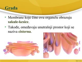 Građa
Membrane koje čine ovu organelu obrazuju
sakule-kesice.
Takođe, omeđavaju unutrašnji prostor koji se
naziva cisterna.
 