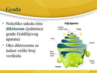 Nekoliko sakula čine
diktiozom (jedninica
građe Goldžijevog
aparata)
Oko diktiozoma se
nalazi veliki broj
vezikula.
Građa
 