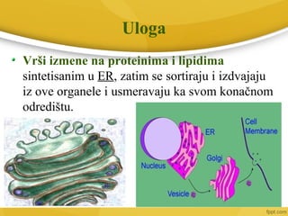 Uloga
Vrši izmene na proteinima i lipidima
sintetisanim u ER, zatim se sortiraju i izdvajaju
iz ove organele i usmeravaju ka svom konačnom
odredištu.
 