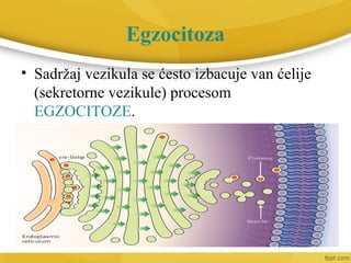 Egzocitoza
• Sadržaj vezikula se ćesto izbacuje van ćelije
(sekretorne vezikule) procesom
EGZOCITOZE.
 