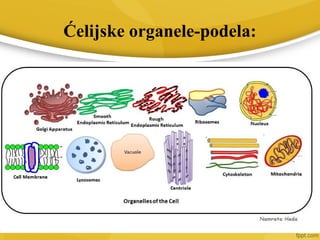 Ćelijske organele-podela:
 