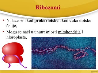 Ribozomi
Nalaze se i kod prokariotske i kod eukariotske
ćelije,
Mogu se naći u unutrašnjosti mitohondrija i
hloroplasta,
 