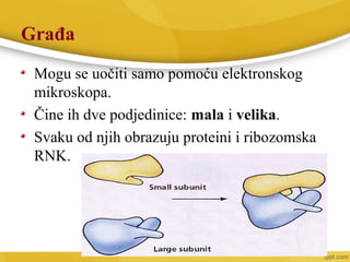 Građa
Mogu se uočiti samo pomoću elektronskog
mikroskopa.
Čine ih dve podjedinice: mala i velika.
Svaku od njih obrazuju proteini i ribozomska
RNK.
 