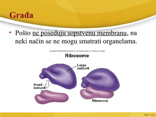 Građa
Pošto ne poseduju sopstvenu membranu, na
neki način se ne mogu smatrati organelama.
 