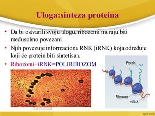 Uloga:sinteza proteina
Da bi ostvarili svoju ulogu, ribozomi moraju biti
međusobno povezani.
Njih povezuje informaciona RNK (iRNK) koja određuje
koji će protein biti sintetisan.
Ribozomi+iRNK=POLIRIBOZOM
 