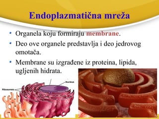 Endoplazmatična mreža
Organela koju formiraju membrane.
Deo ove organele predstavlja i deo jedrovog
omotača.
Membrane su izgrađene iz proteina, lipida,
ugljenih hidrata.
 