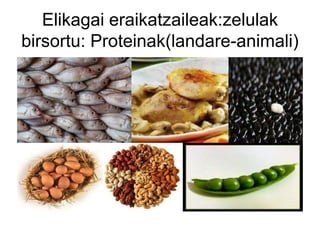 Elikagai eraikatzaileak:zelulak
birsortu: Proteinak(landare-animali)
 