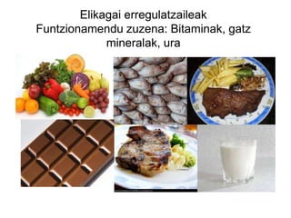 Elikagai erregulatzaileak
Funtzionamendu zuzena: Bitaminak, gatz
             mineralak, ura
 