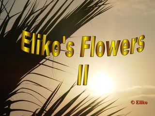   Eliko's Flowers II © Eliko 