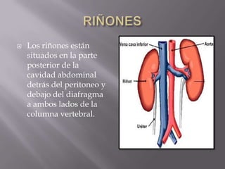 RIÑONESLos riñones están situados en la parte posterior de la cavidad abdominal detrás del peritoneo y debajo del diafragma a ambos lados de la columna vertebral.