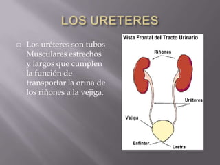 LOS URETERESLos uréteres son tubos Musculares estrechos y largos que cumplen la función de transportar la orina de los riñones a la vejiga.