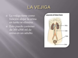 LA VEJIGALa vejiga tiene como función alejar la orina en tanto se elimina.Esta puede contener de 300 a500 ml de orina en un adulto