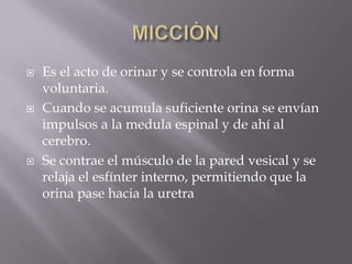 MICCIÒNEs el acto de orinar y se controla en forma voluntaria.Cuando se acumula suficiente orina se envían impulsos a la medula espinal y de ahí al cerebro.Se contrae el músculo de la pared vesical y se relaja el esfínter interno, permitiendo que la orina pase hacia la uretra