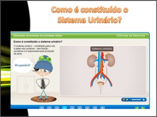 Como é constituído o Sistema Urinário?
