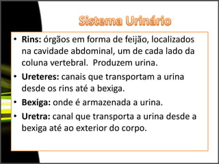 Sistema UrinárioRins: órgãos em forma de feijão, localizados na cavidade abdominal, um de cada lado da coluna vertebral.  Produzem urina.Ureteres: canais que transportam a urina desde os rins até a bexiga.Bexiga: onde é armazenada a urina.Uretra: canal que transporta a urina desde a bexiga até ao exterior do corpo.