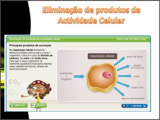 Eliminação de produtos da Actividade Celular
