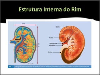 Estrutura Interna do Rim