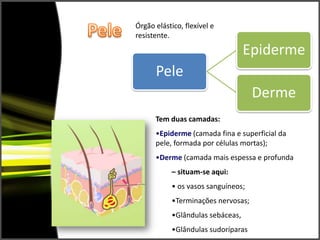 PeleÓrgão elástico, flexível e resistente.Tem duas camadas:Epiderme (camada fina e superficial da pele, formada por células mortas);