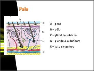 Derme(camada mais espessa e profunda – situam-se aqui: os vasos sanguíneos;