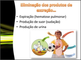 Eliminação dos produtos de excreção…Expiração (hematose pulmonar)Produção de suor (sudação)Produção de urina
