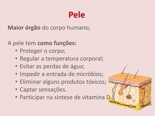 Pele
Maior órgão do corpo humano;

A pele tem como funções:
   • Proteger o corpo;
   • Regular a temperatura corporal;
   • Evitar as perdas de água;
   • Impedir a entrada de micróbios;
   • Eliminar alguns produtos tóxicos;
   • Captar sensações.
   • Participar na síntese de vitamina D
 