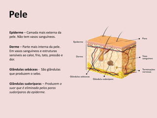 Pele
Epiderme – Camada mais externa da
pele. Não tem vasos sanguíneos.

Derme – Parte mais interna da pele.
Em vasos sanguíneos e estruturas
sensíveis ao calor, frio, tato, pressão e
dor.

Glândulas sebáceas - São glândulas
que produzem o sebo.

Glândulas sudoríparas – Produzem o
suor que é eliminado pelos poros
sudoríparos da epiderme.
 
