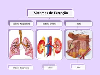 Sistemas de Excreção

Sistema Respiratório        Sistema Urinário   Pele




Dióxido de carbono                Urina        Suor
 