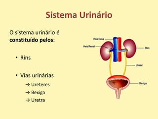 Sistema Urinário
O sistema urinário é
constituído pelos:

  • Rins

  • Vias urinárias
      → Ureteres
      → Bexiga
      → Uretra
 