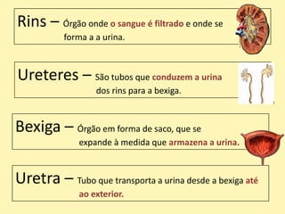 Rins – Órgão onde o sangue é filtrado e onde se
           forma a a urina.



Ureteres – São tubos que conduzem a urina
                   dos rins para a bexiga.



Bexiga – Órgão em forma de saco, que se
              expande à medida que armazena a urina.



Uretra – Tubo que transporta a urina desde a bexiga até
              ao exterior.
 