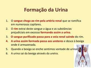 Formação da Urina
1. O sangue chega ao rim pela artéria renal que se ramifica
   em numerosos capilares.
2. O rim extrai deste sangue a água e as substâncias
   prejudiciais em excesso formando assim a urina.
3. O sangue purificado passa para a veia renal saindo do rim.
4. A urina assim formada passa aos ureteres e desce à bexiga
   onde é armazenada.
5. Quando a bexiga se enche sentimos vontade de urinar.
6. A urina sai da bexiga através da uretra.
 
