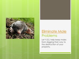 Eliminate Mole
Problems
Let Y.E.S. help keep moles
from digging their way to
the destruction of your
property.
 