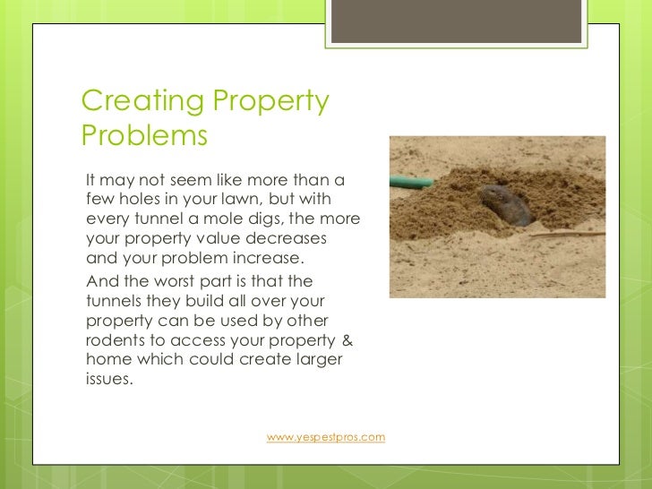 Eliminate mole problems let y.e.s. help keep moles from digging their