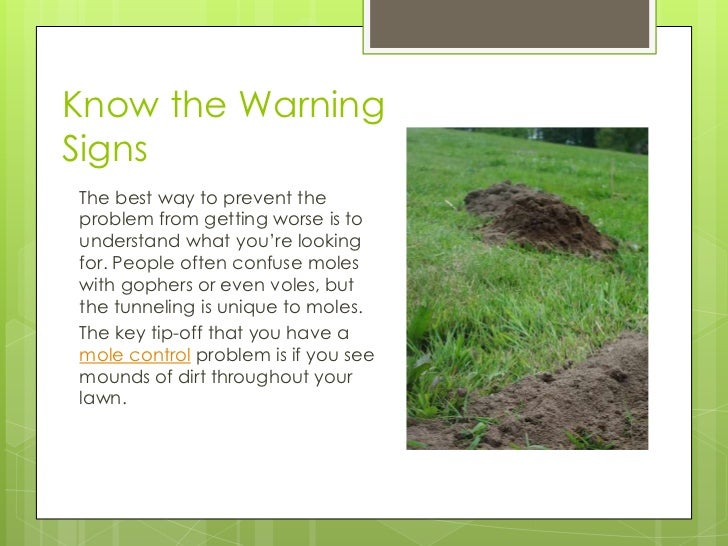 Eliminate mole problems let y.e.s. help keep moles from digging their