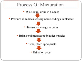 Comprehensive Guide to Urinary and Fecal Elimination Patterns and ...