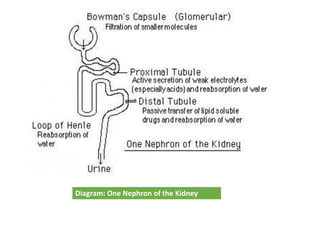 Diagram: One Nephron of the Kidney
 
