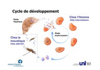 Cycle de développement
                                      Chez l’Homme
   Stade                              Hôte intermédiaire
   hépatique




                     Stade
                     érythrocytaire
Chez le
moustique
Hôte définitif
 