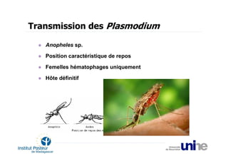 Transmission des Plasmodium

   Anopheles sp.

   Position caractéristique de repos

   Femelles hématophages uniquement

   Hôte définitif
 
