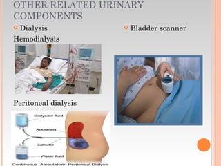 OTHER RELATED URINARY
COMPONENTS
 Dialysis
Hemodialysis
Peritoneal dialysis
 Bladder scanner
 