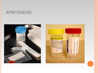 SPECIMENS
 