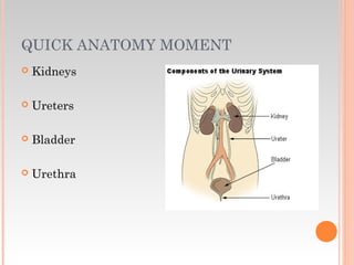 QUICK ANATOMY MOMENT
 Kidneys
 Ureters
 Bladder
 Urethra
 