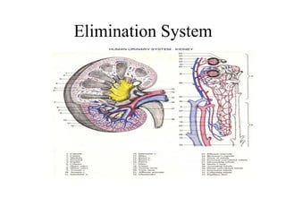 Elimination System
 