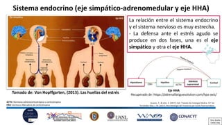 El Impacto Del Estr s En El Sistema Inmunitario PDF el-impacto-del-estr-s-en-el-sistema-inmunitario-pdf